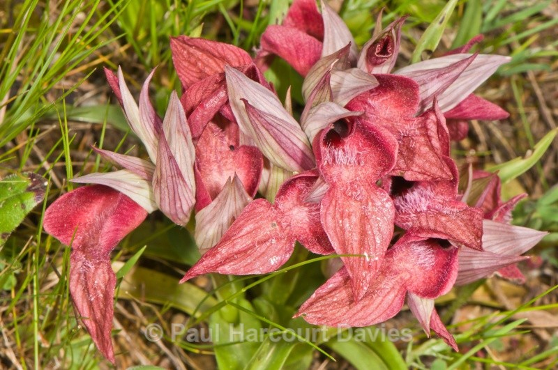 Scarce Serapias (Serapias neglecta) - Orchids - Serapias
