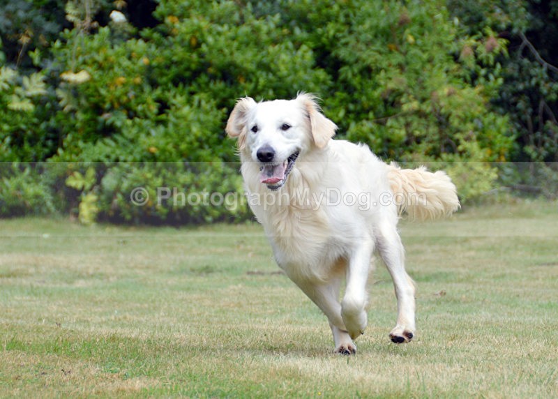  - Golden Retrievers