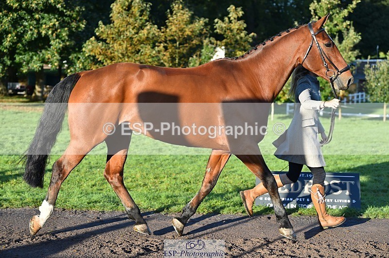 231022-090652-21569 - 641-SILVER.ROCK-Lucy.Boultbee-brooks-TrotUp+SJ