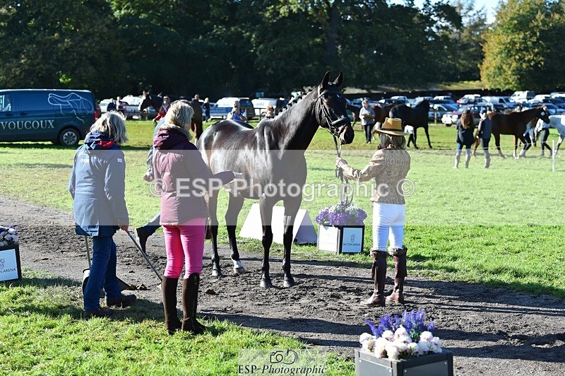 231022-110952-23767 - 465-LANGALLER.ALPHA.BRAVO-Cheryl.Beer-TrotUp+SJ