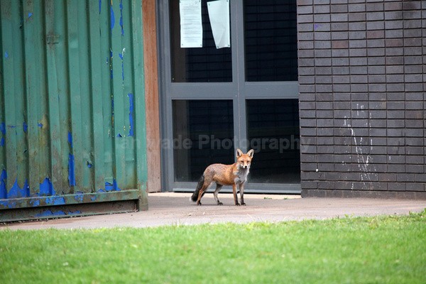 Urban Fox, Bristol _ UR070 - Urban Foxes, Bristol, Great Britain