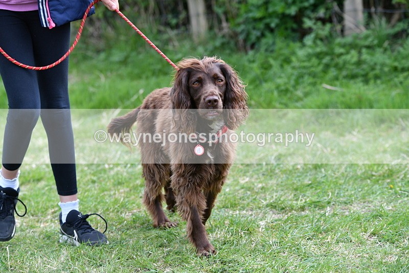 WJ5_9486 - Class 3 Most Handsome Dog