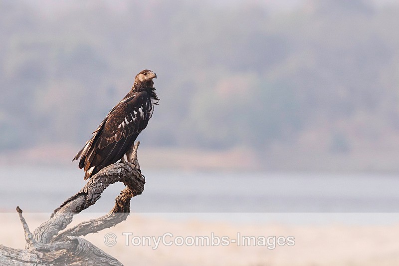 African Fish Eagle  (juv) - Mana Pools ~ The Birds