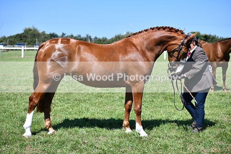 DSC_6754 - Class 57: Hunter/Riding Horse/Hack 1, 2 & 3 yr olds