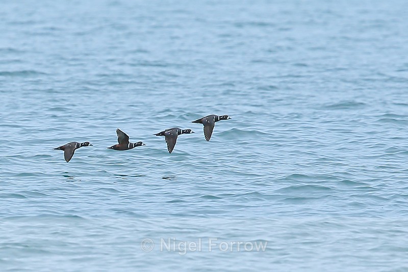 Four Harlequin Ducks flying, Husavik, Iceland - Harlequin Duck
