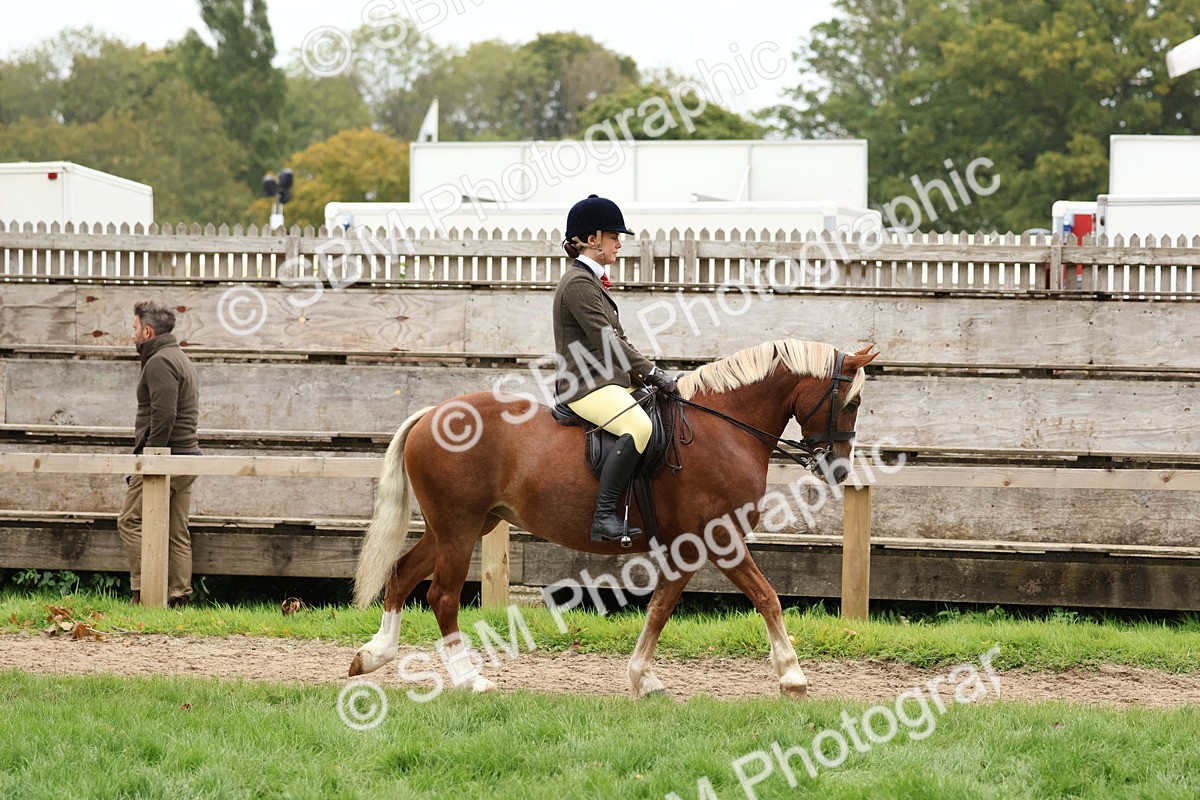 SBM_69533 - S62 - Mountain & Moorland Ridden Large Breeds