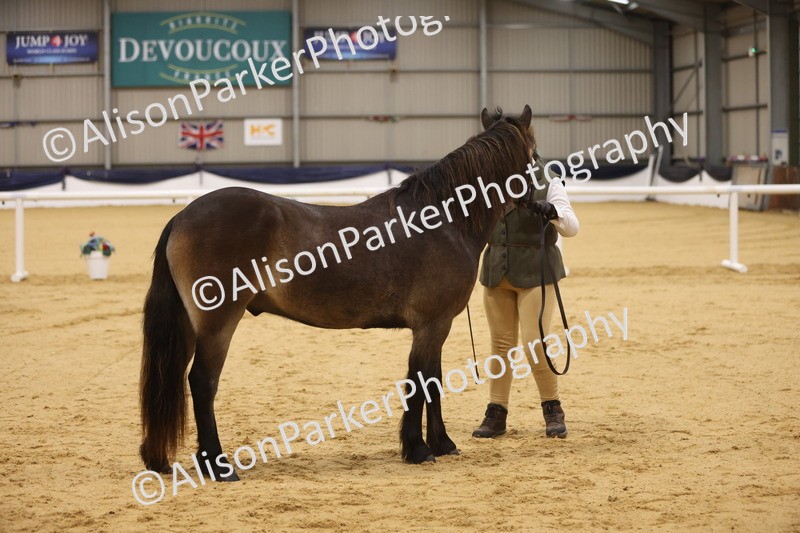 20260913-1052 - Class 109 - Bred On Exmoor In Hand