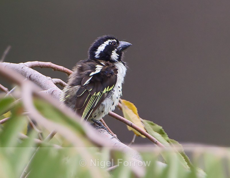 Spot-flanked Barbet - Spot-flanked Barbet