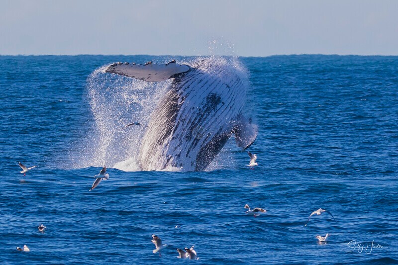 0A3A3166 - 2024 Whale Photos