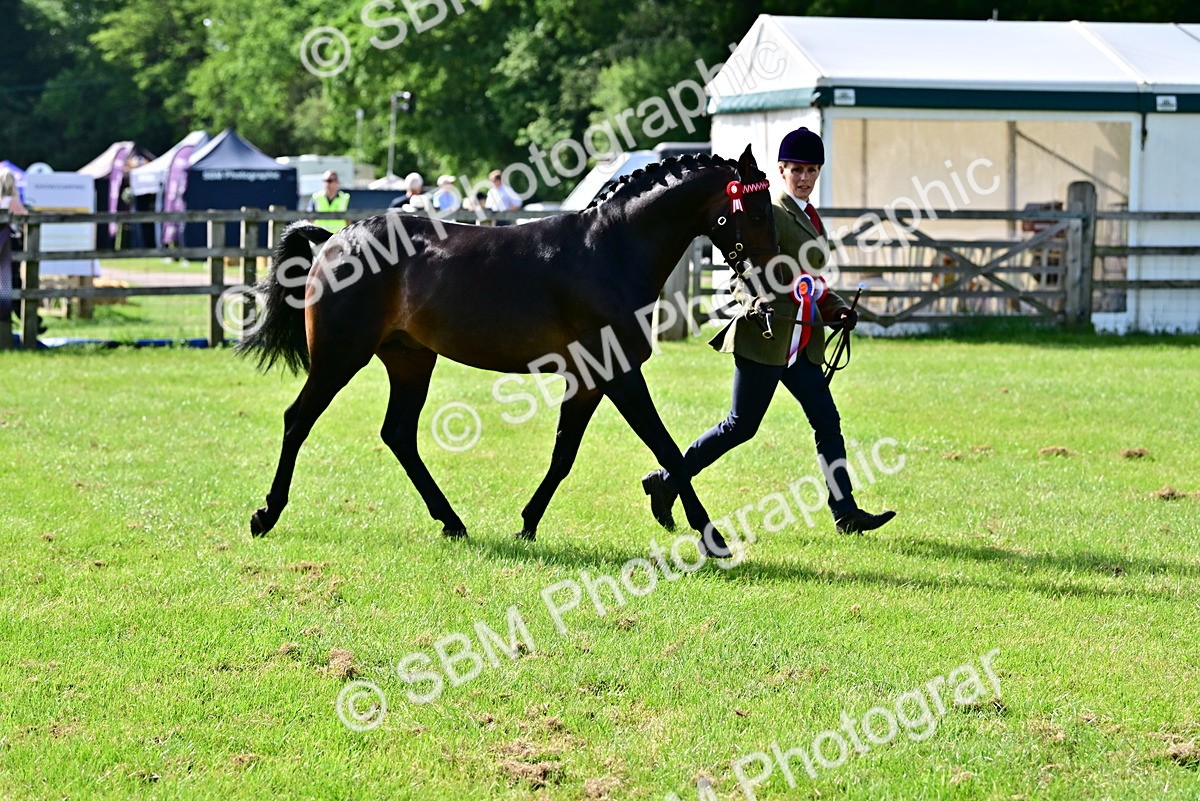 SBM_01123 - Class 46-49 - Arab and Part Bed-Anglo Arab In Hand