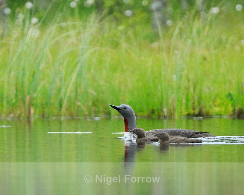 Red-throated Diver and two chicks swimming - Red-throated Diver