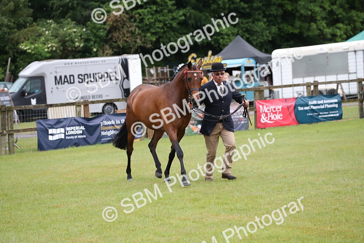 SBM_00150 - Class 17-20 - Arab & Part Bred - Anglo Arab In Hand