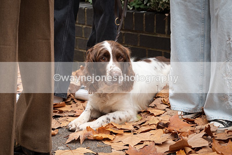 Z62_4540 - Animals In War Memorial 2025 - Park Lane, London