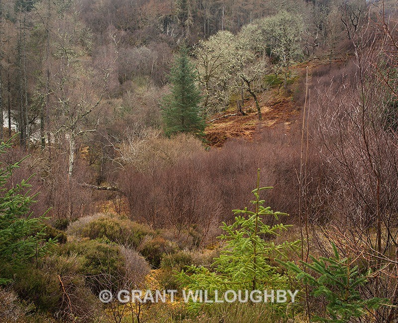 mixed scottish woodland - Woods Trees Gorges and Waterfalls