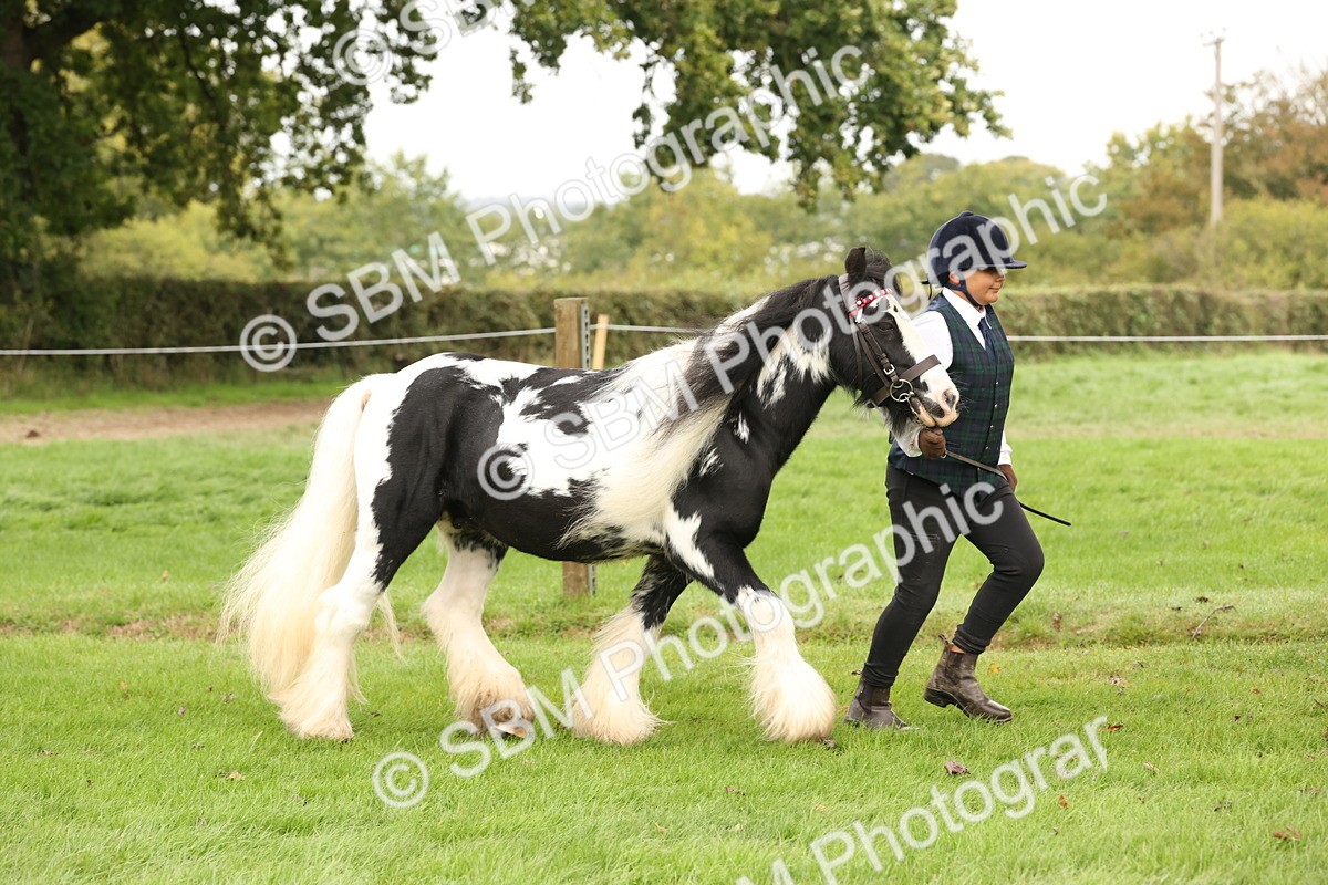 SBM_59276 - S57 - Traditional Cob In Hand