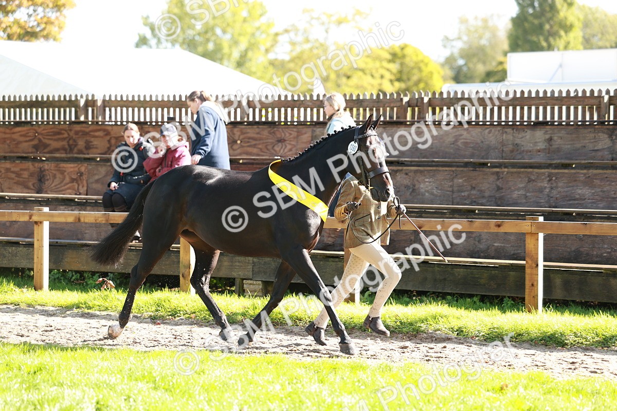 SBM_42131 - S32 - Mountain & Moorland Working Hunter Pony