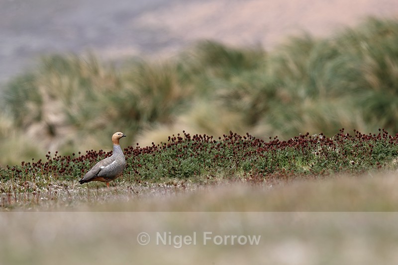 Ruddy-headed Goose, Carcass Island, Falkland Islands - Ruddy-headed Goose