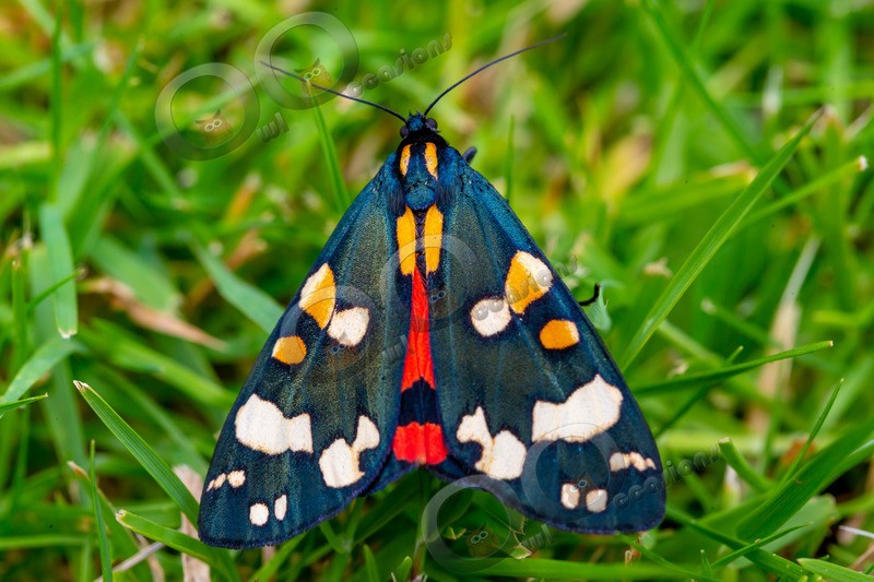 Scarlet Tiger Moth Callimorpha dominula-6812 - Insects from around the world