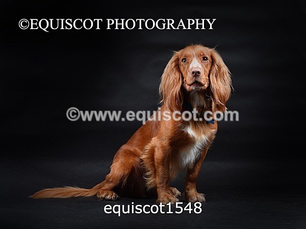 equiscot1548 - COOPER