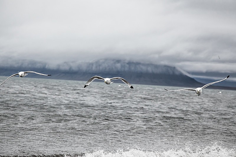 Kittiwake  7616 - Trip with MS Expedition August 2016