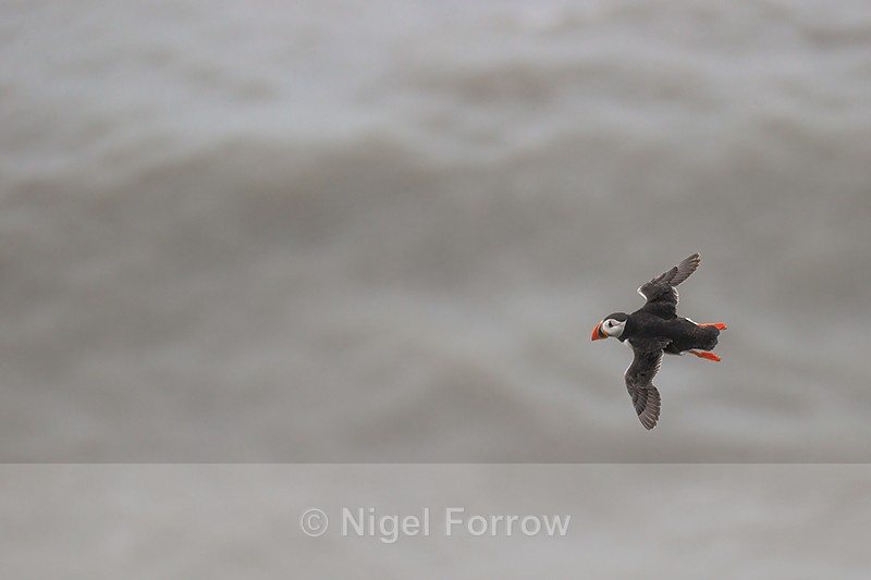 Atlantic Puffin flying over sea, viewed from above, Bempton Cliffs - Puffin