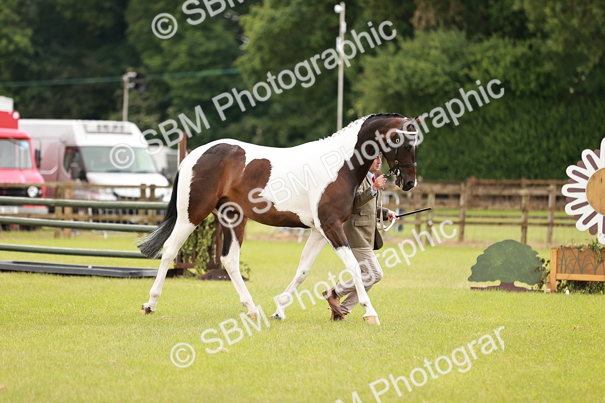 SBM_00778 - Class 26-30 Sport Horse In Hand