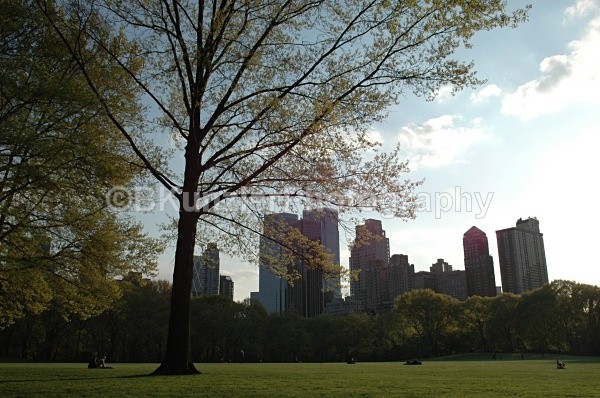  - Central Park Springtime