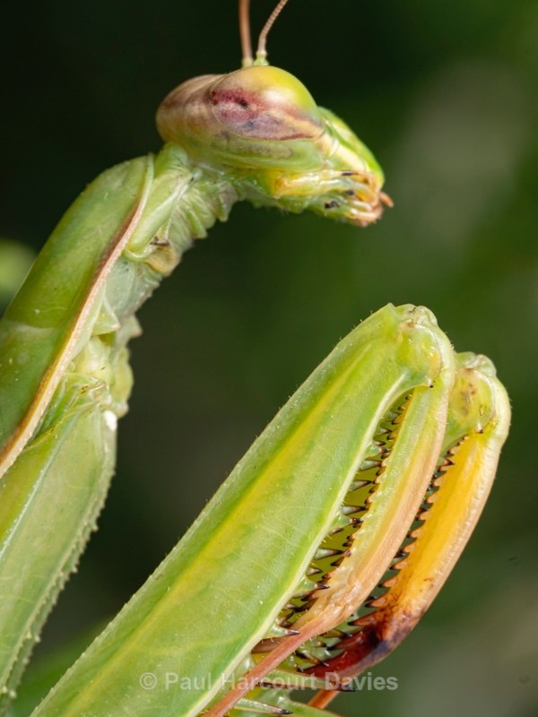 Praying Mantis adult ♀(Mantis religiosa) - Ten Metres from Home 1.  (2020)