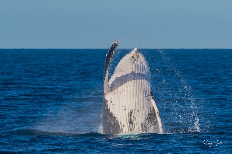 HB Breach 29. 0A3A5889 - Copy - 2025 Hervey Bay Whales