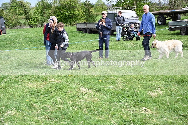 WJ6_8872 - Class 8 Best Working / Gun Dog or Bitch