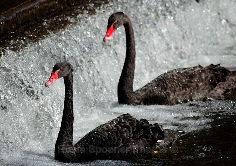 DW01 Black Swans at Dawlish - Greetings Cards Dawlish