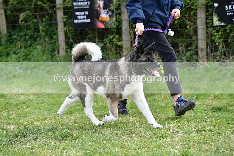 WJ5_9987 - Class 5 Best Veteran / 7 years & over