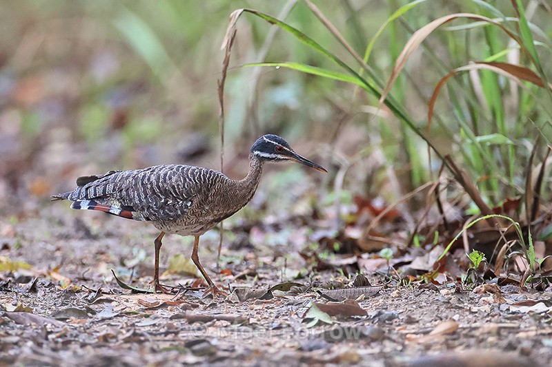 Sunbittern foraging, Porto Jofre, Brazil - Sunbittern