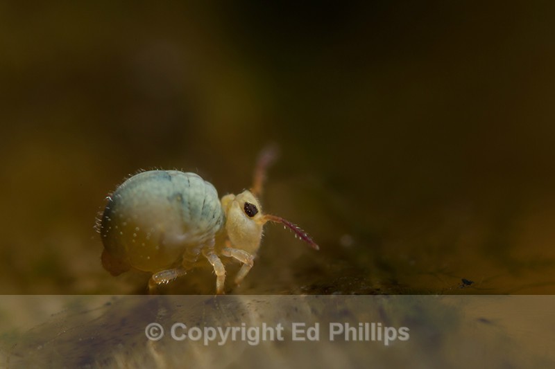 Sminthurides aquaticus - Sminthurides aquaticus