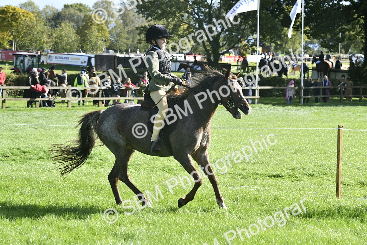 SBM_37267 - S31 - Novice & Newcomer Working Hunter Pony