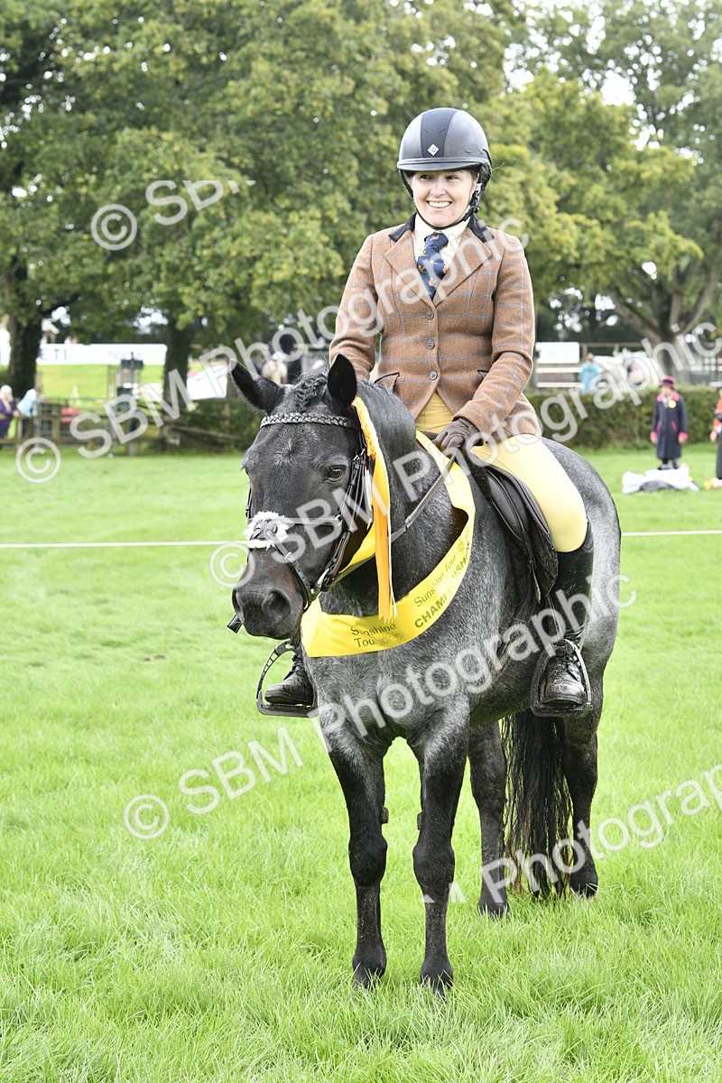 SBM_38278 - S31 - Novice & Newcomer Working Hunter Pony