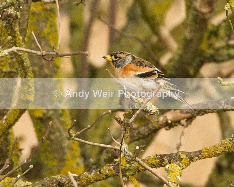 20110319-IMG_2419 - Finches
