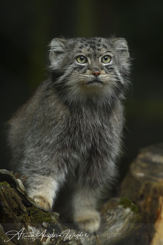  - Wildlife