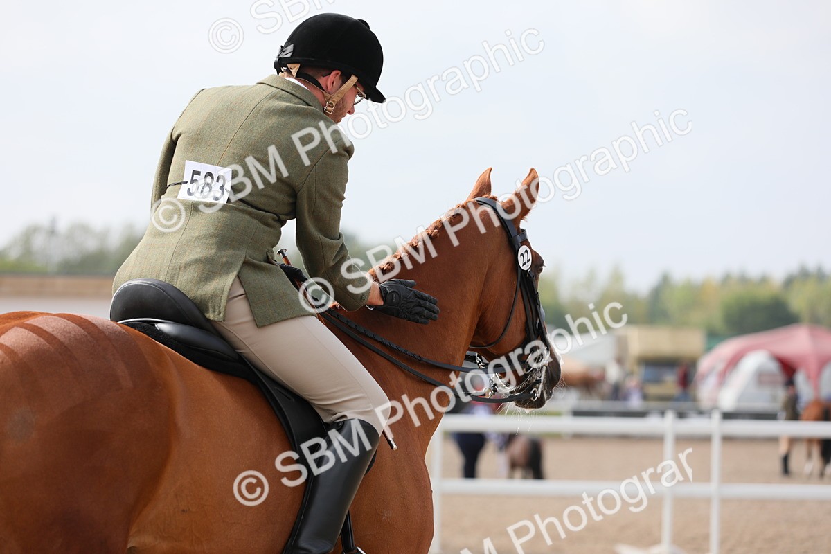 SBM_11442 - Class 305 Ridden Foreign Breeds- Pure Bred