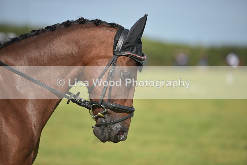 RAY_7555 - Class 2B: Trekenning Open: Dressage