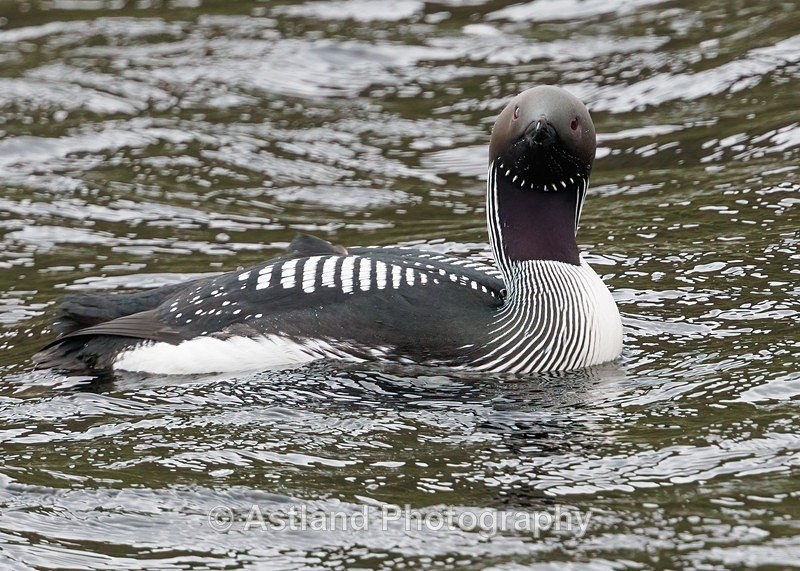 Black-throated Diver - Latest Images
