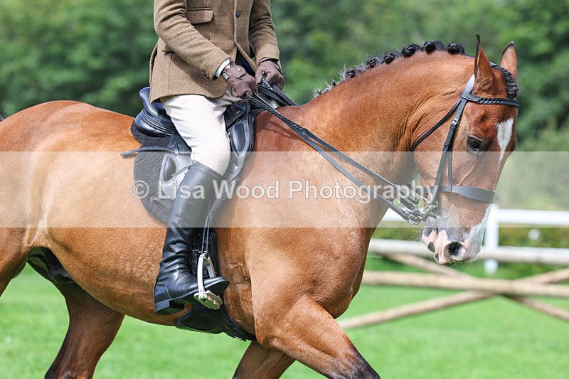 3E7A8742 - Class 5: Working Show Horse