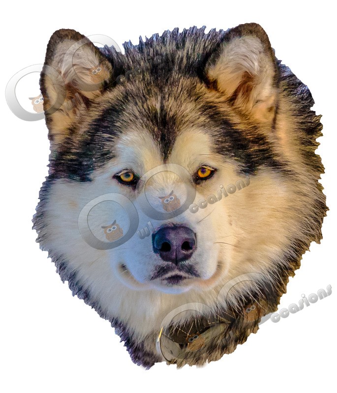 Malamute_6883 - Pet Photography