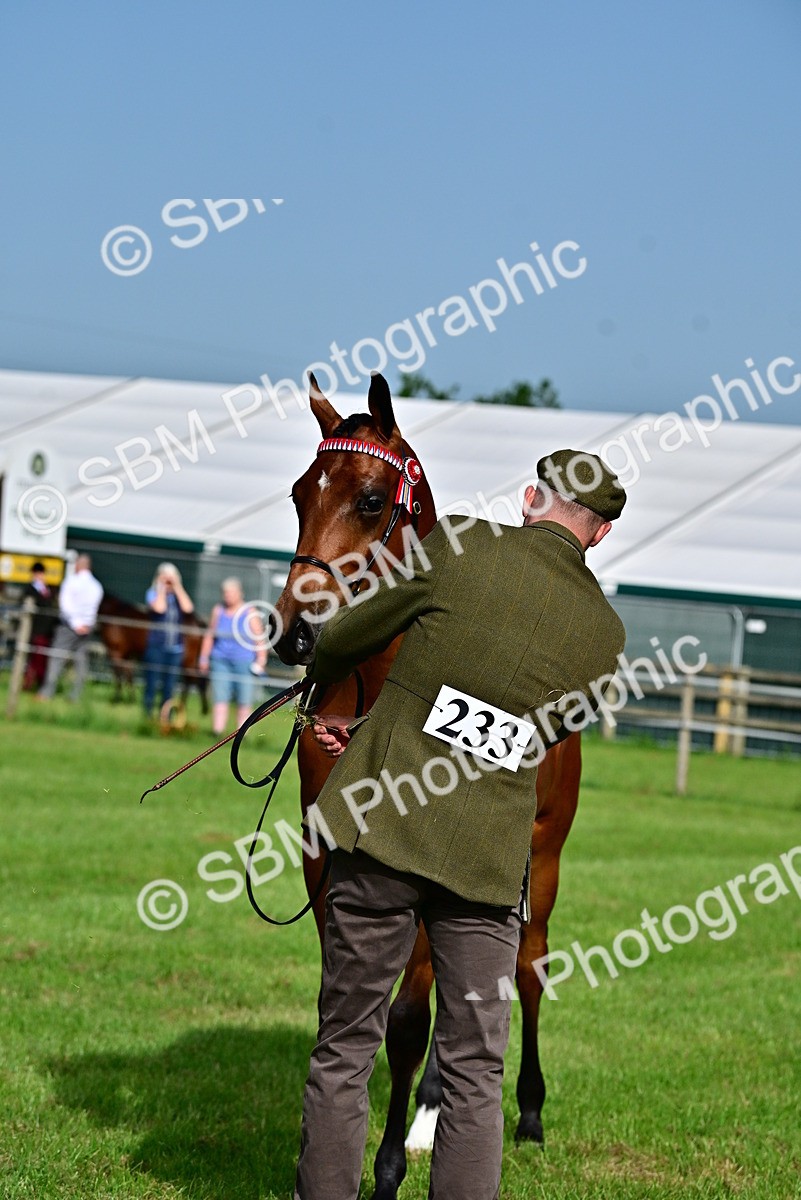 SBM_00093 - Class 46-49 - Arab and Part Bed-Anglo Arab In Hand