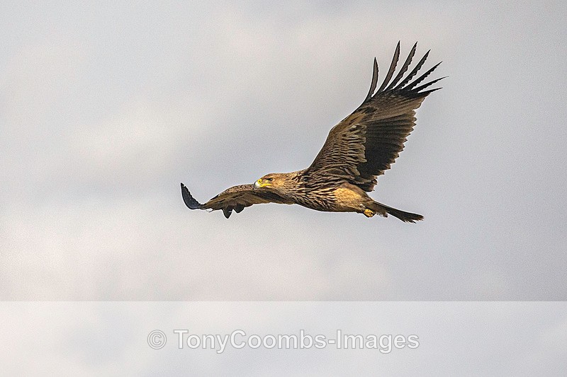 Eastern Imperial Eagle - Eagle Hides