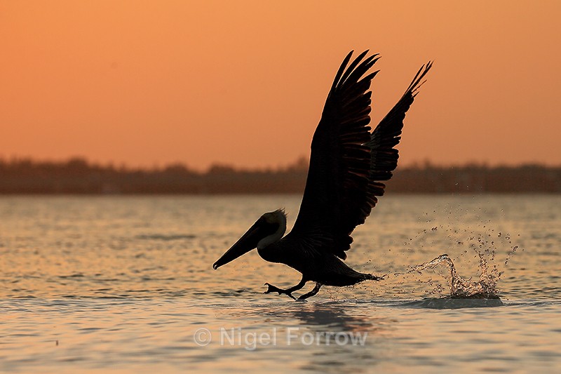 Silhouetted Brown Pelican lifts off from water, Sanibel Island - Brown Pelican