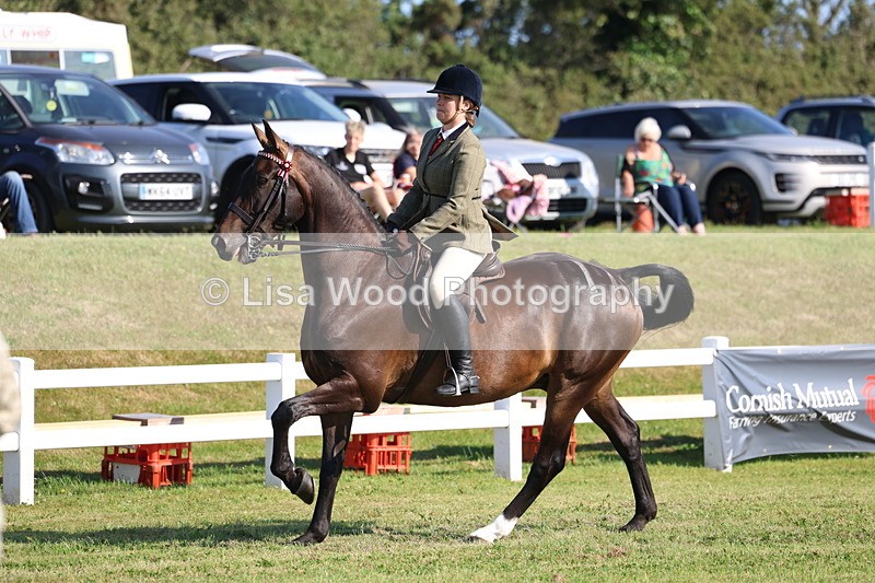 3E7A5562 - Class 2: Rising Star Large Hack/Riding Horse