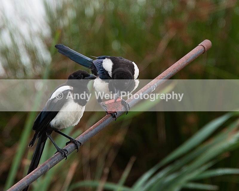 20080802-006 - Corvids