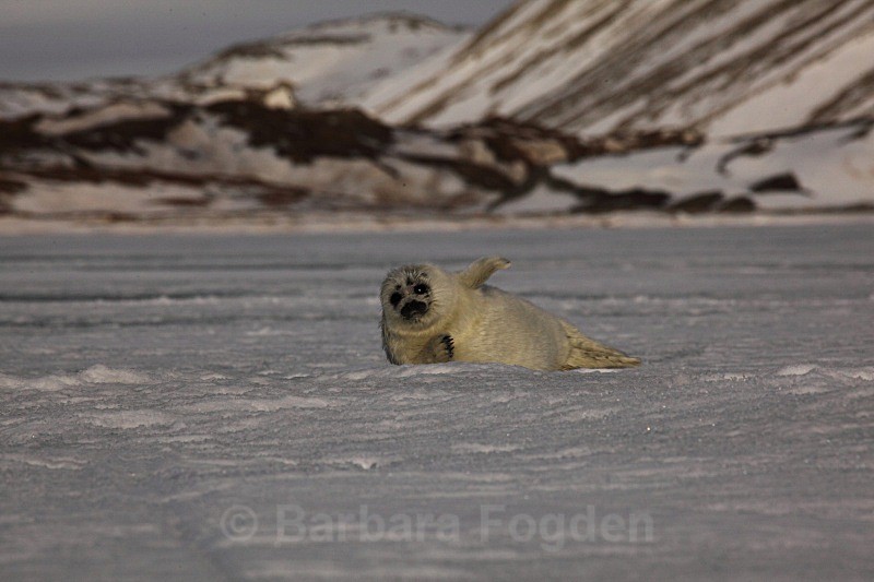 Time to say goodbye1517 - First 6 weeks of a seal pup's life
