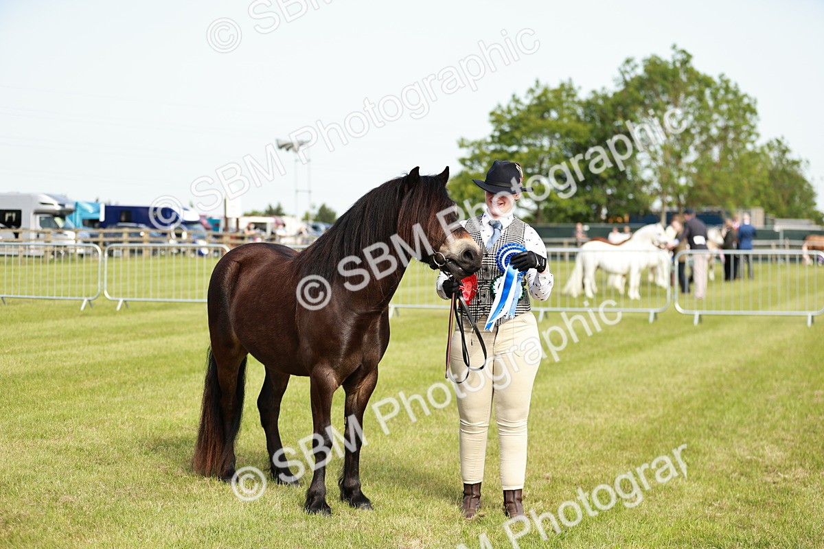 SBM_00659 - Class 14-23 - Mountain & Moorland In Hand Non Welsh